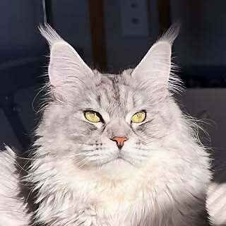 Nova 