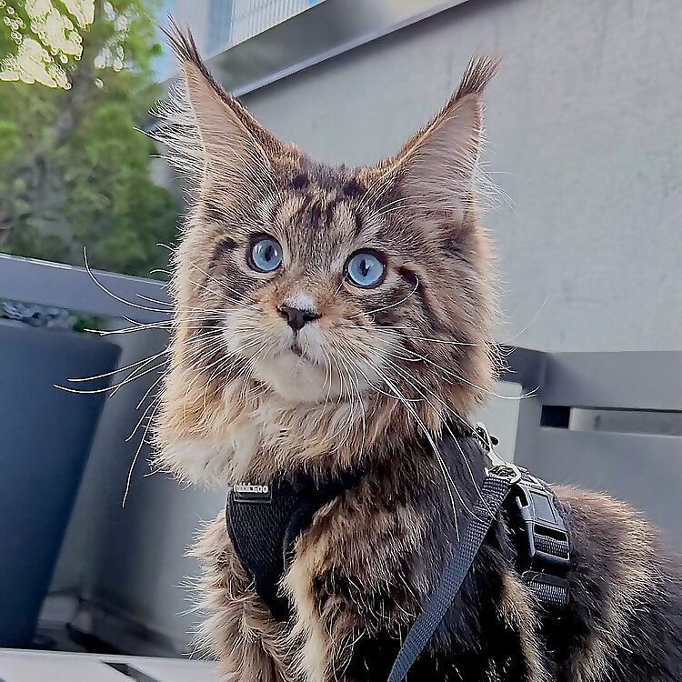 Hudson 