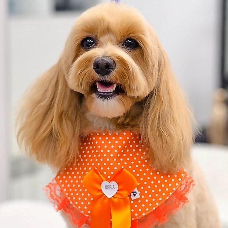 Maltipoo Toy Mia