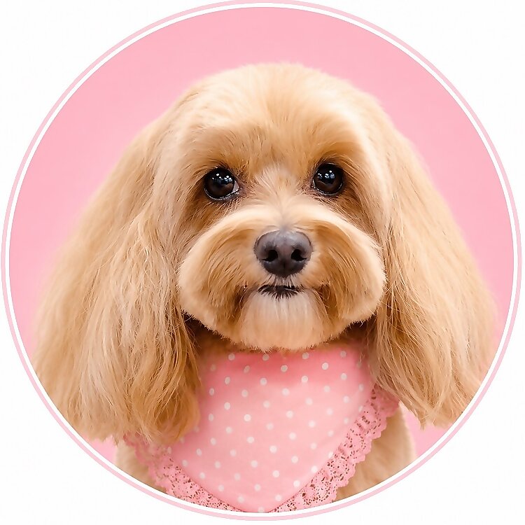 Maltipoo Toy Mia