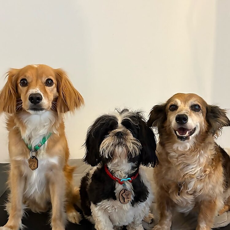 Lab And Adei Meticci