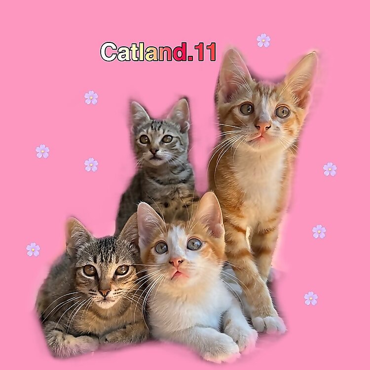 Catland
