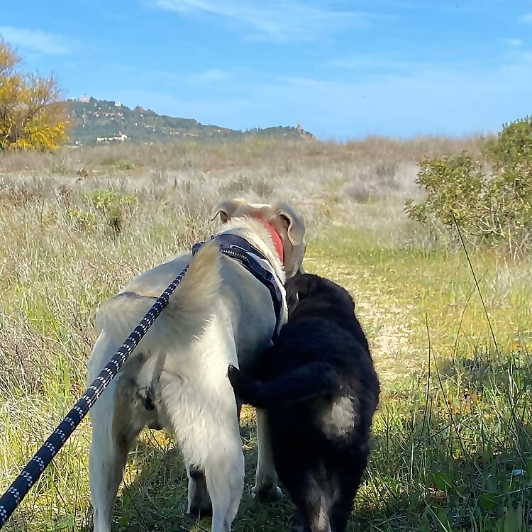 Mira & Ares