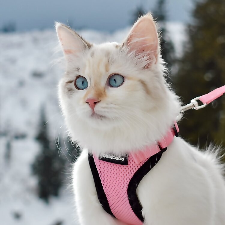 Minou