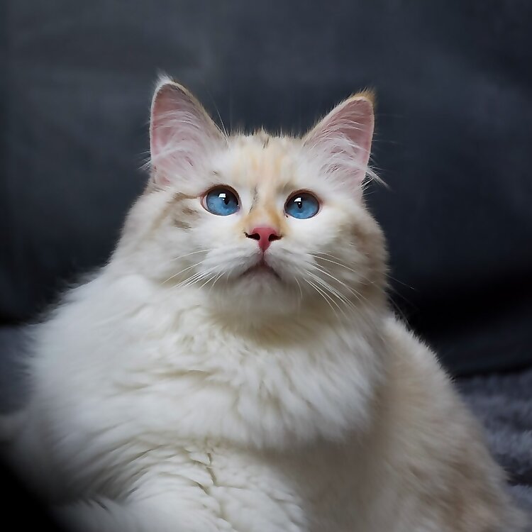 Minou