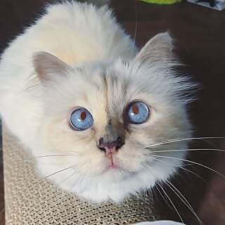 Choupette Lagerfeld
