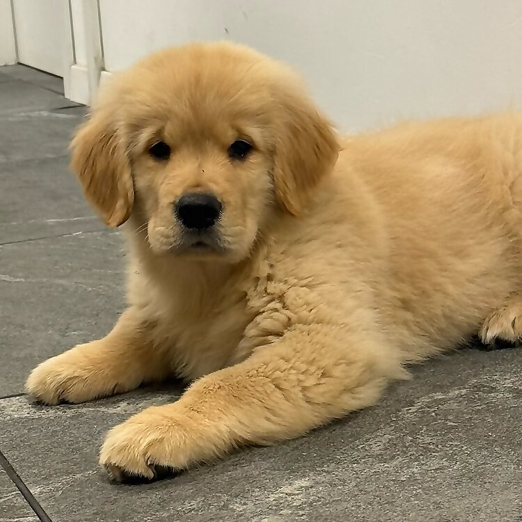Golden Sandro