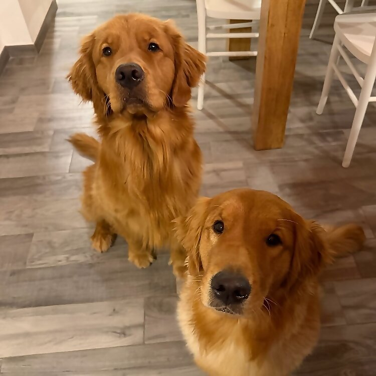 Sherlock Holmes & Violet Hunter