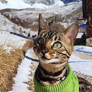 Gipsy