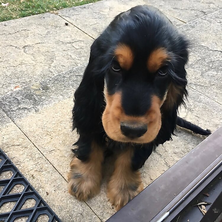 Oscar