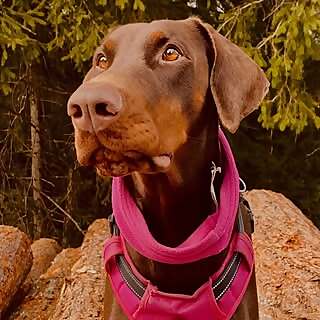 Brownie