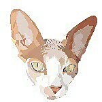 Sphynx Swag