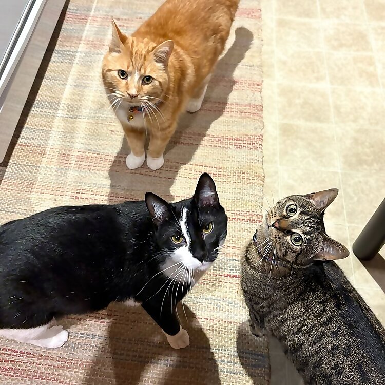 Cheeto, Piper, & Dash