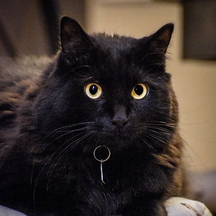 Kole