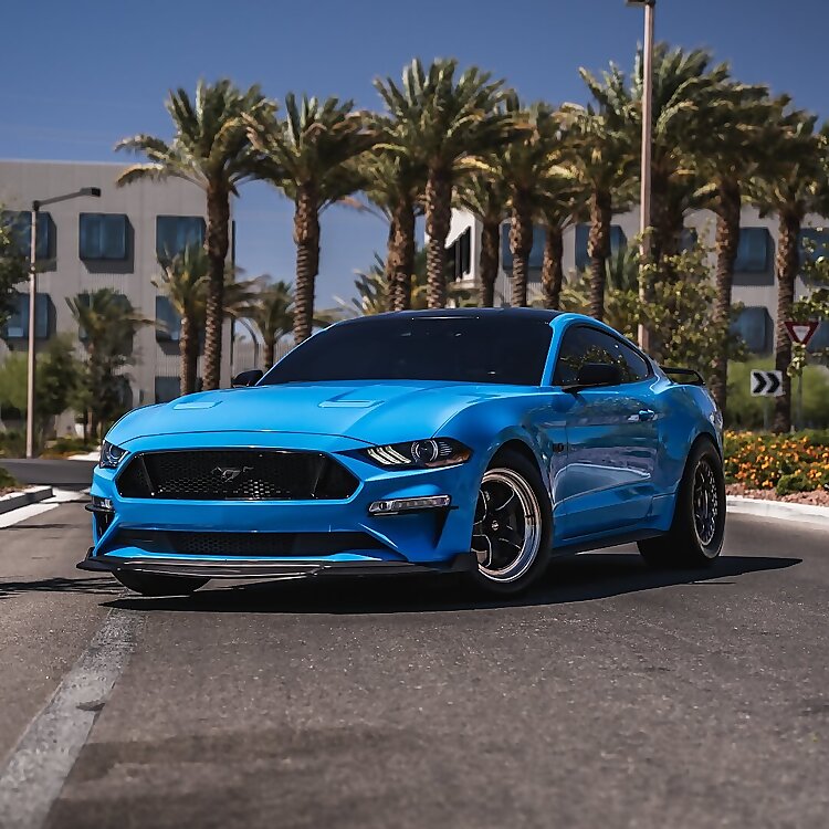 Stallion