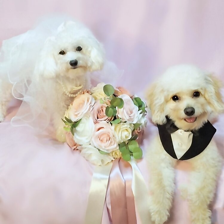 Clyde & Lola