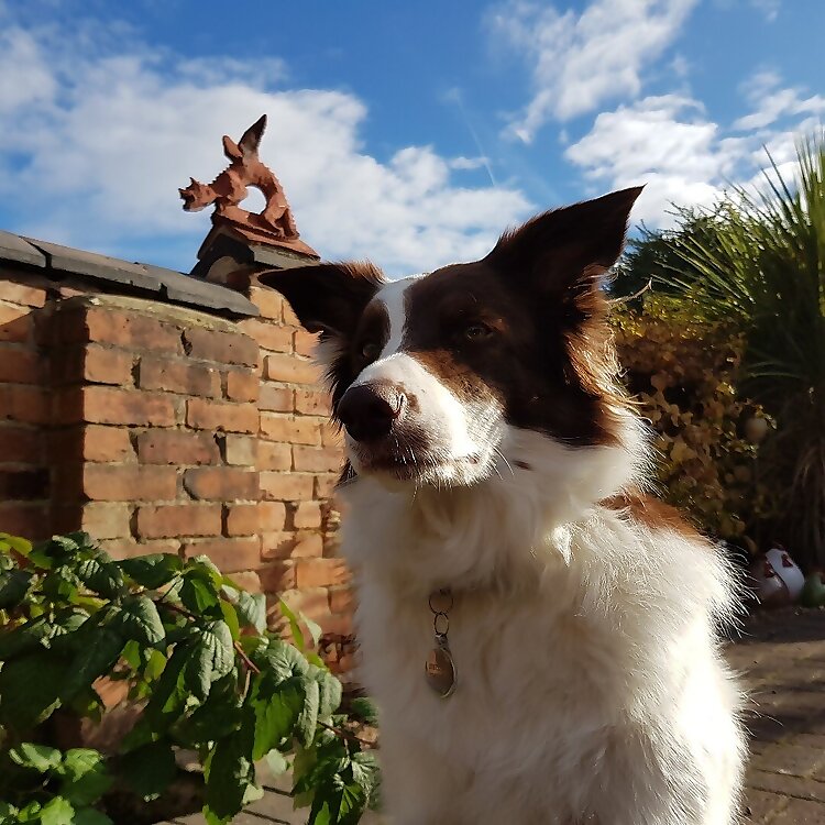 Mollie