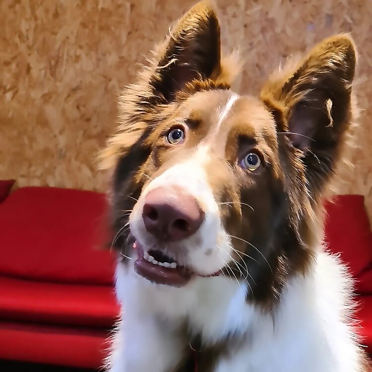 Milo
