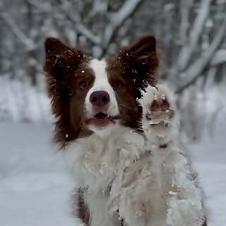 Koda