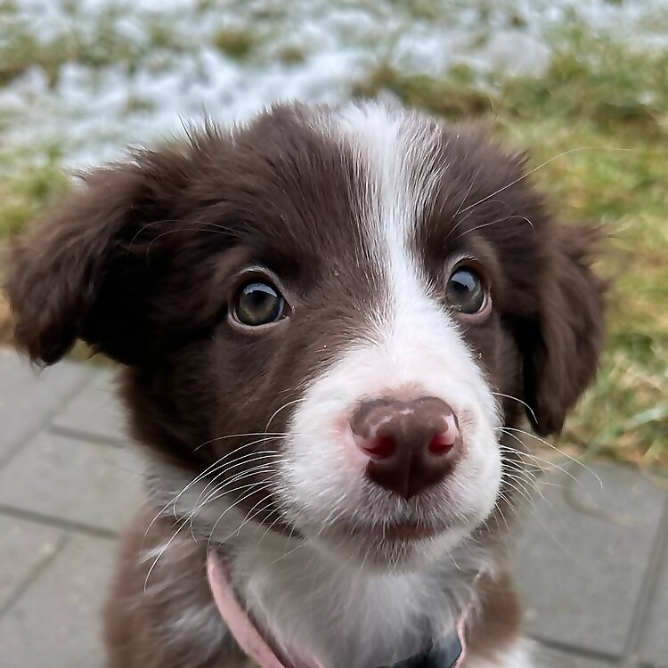 Daisy