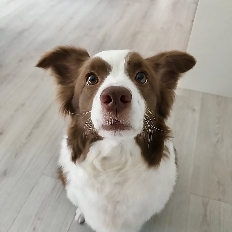 Penny