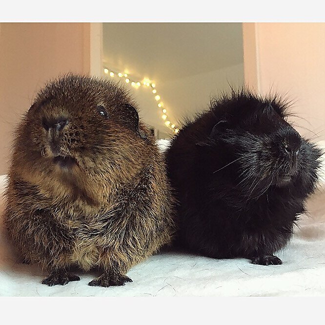 Lea & Nala