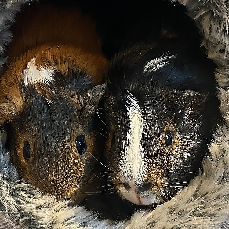 Louis & Gucci
