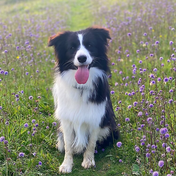 Bonnie