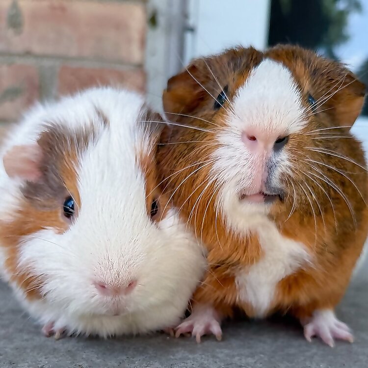 Abe & Dave