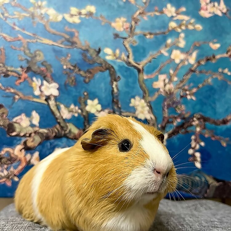 Kaju