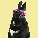 Lorelei Carlson