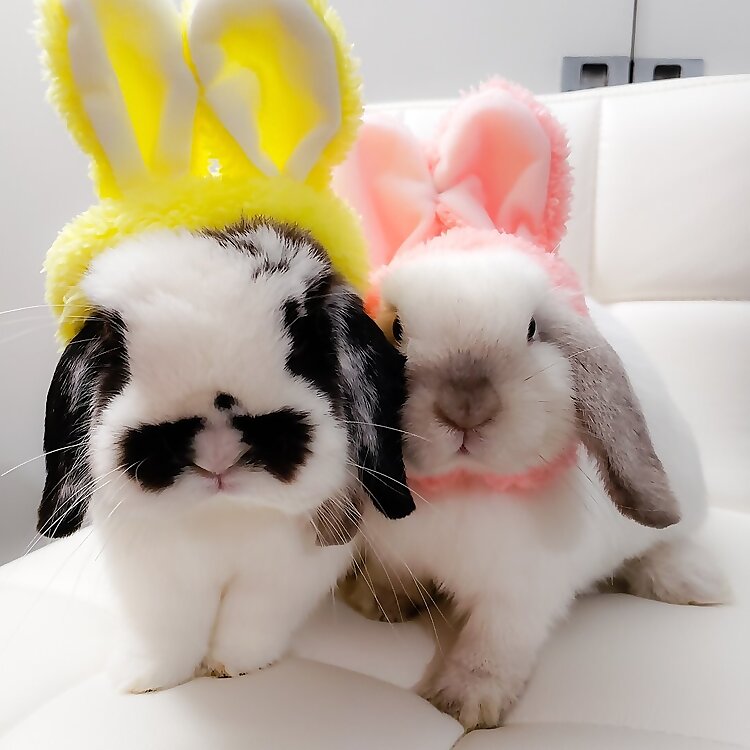 BoBo, Ellie & Ana