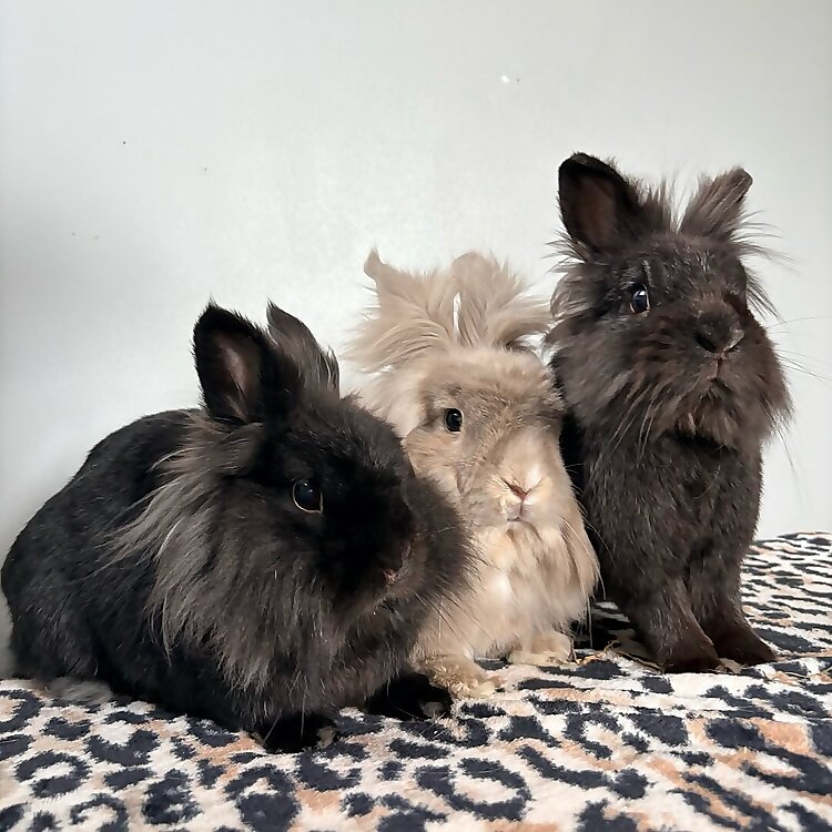 Theodore, Tessa & Skippy