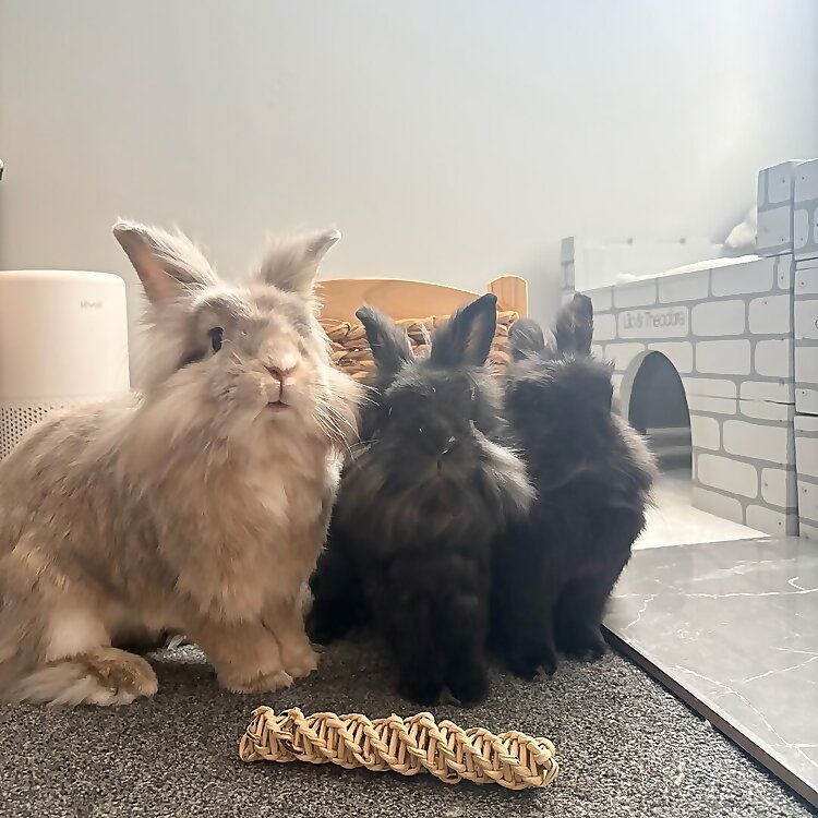 Theodore, Tessa & Skippy