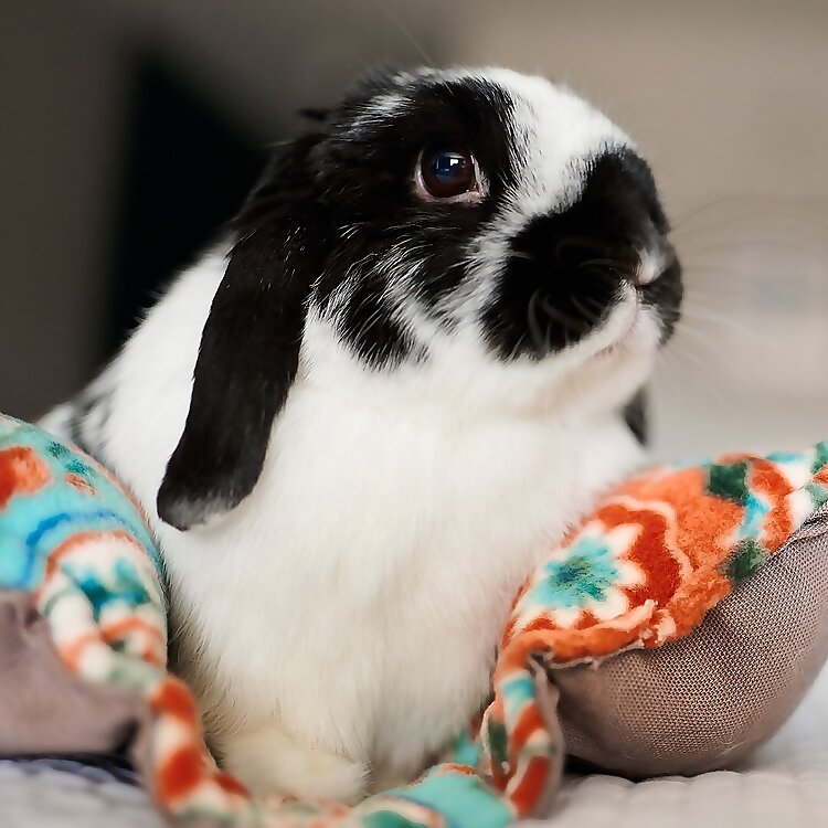 Peanut