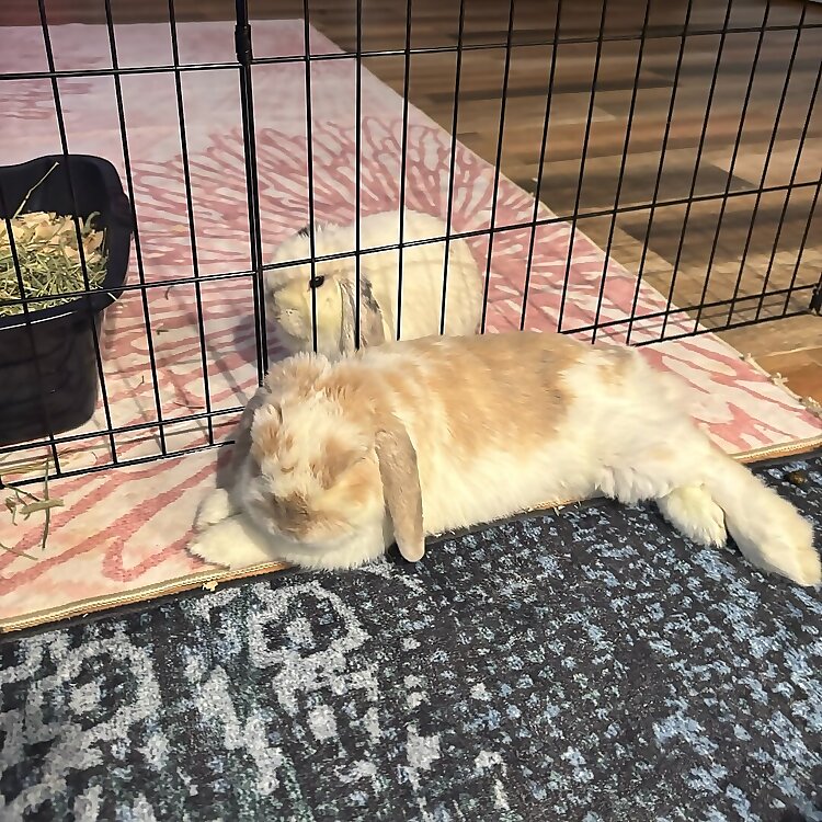 Thumper, Ash & Emily