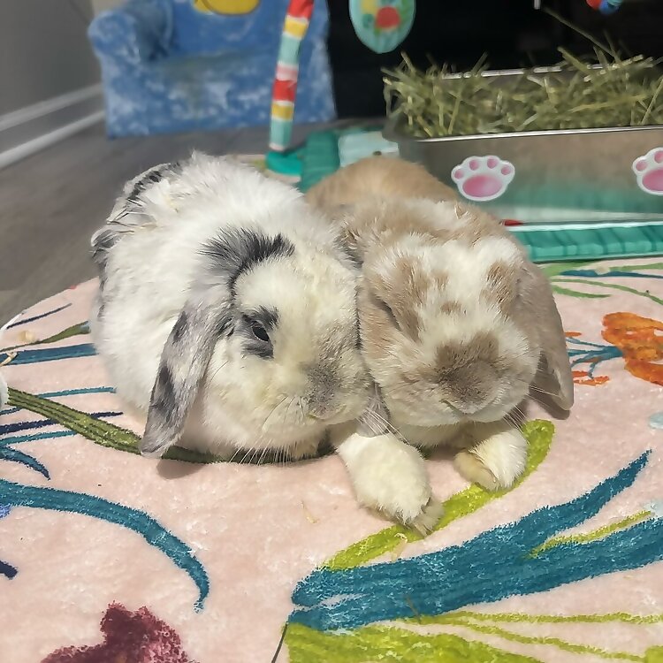 Thumper, Ash & Emily
