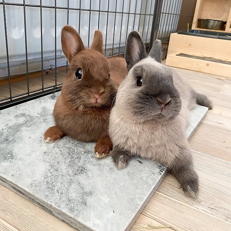 Ponzu & Mocha