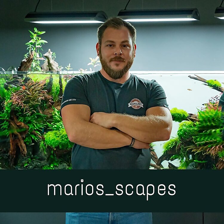 Mario Schaufler