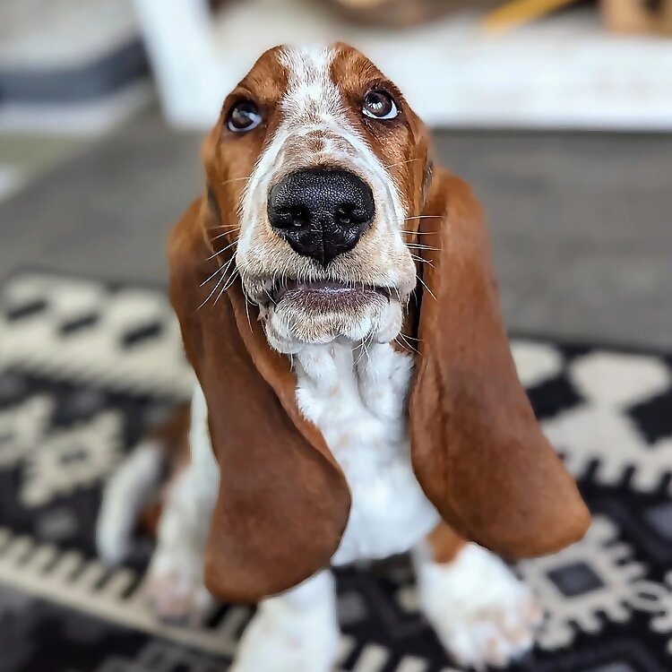 Norman Bunz