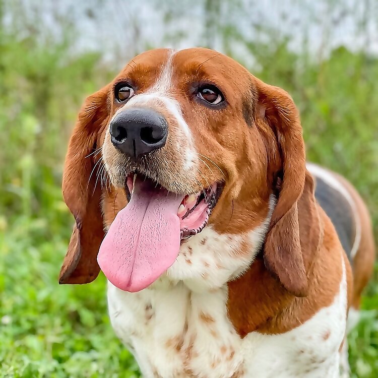 Elmer
