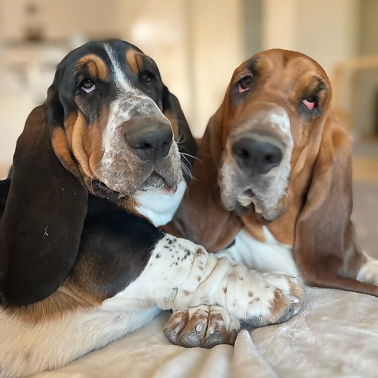 Poppy & Aster