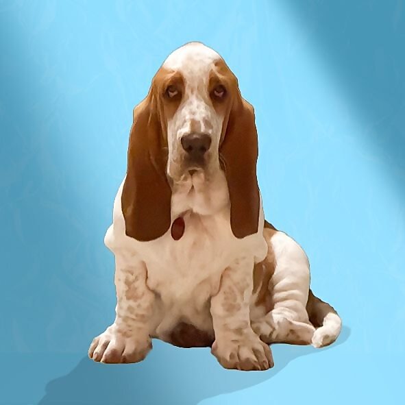 Duke