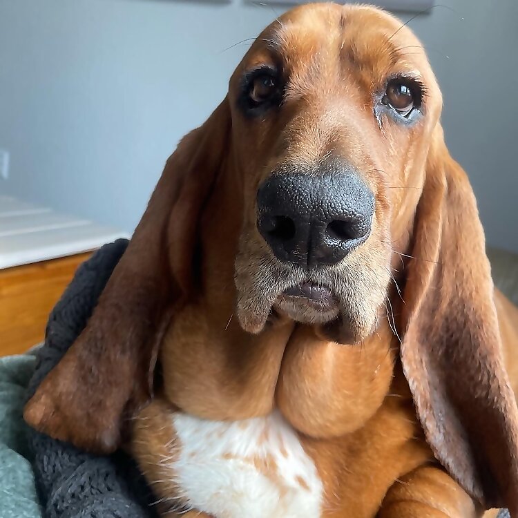 Franklin