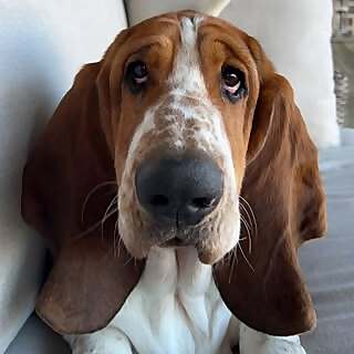 Gilbert