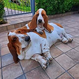 Dante & Capo