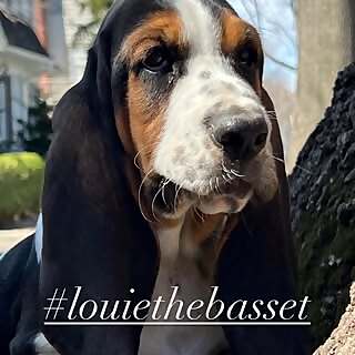 Louie