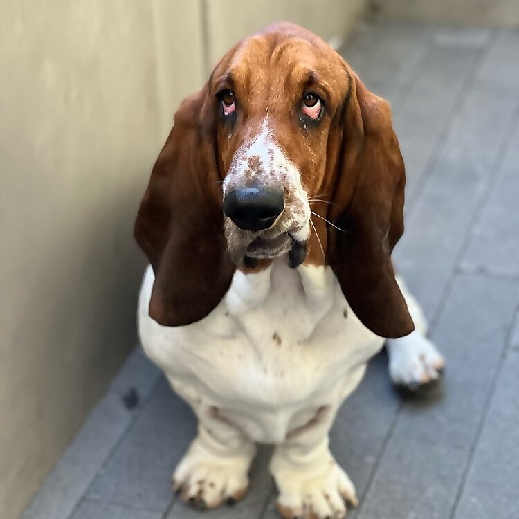 Ozzie-Wan Kenobi