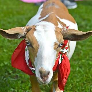 Goat Yoga Georgia