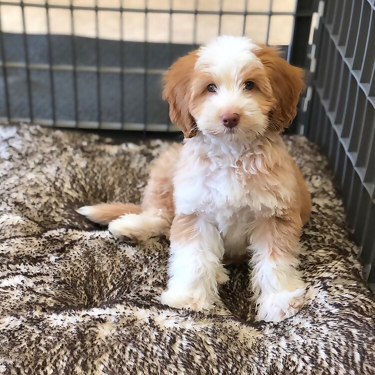 Sawyer
